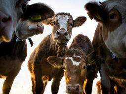 Cows looking at the camera