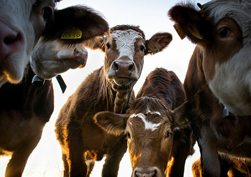 Cows looking at the camera
