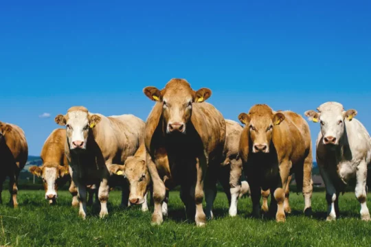 A group of cows in a field