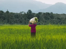 Farmer in a field, carrying a bundle of harvested crops