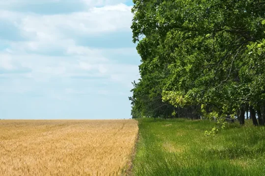A field with yellow crops on one side, and green grass and trees on the other