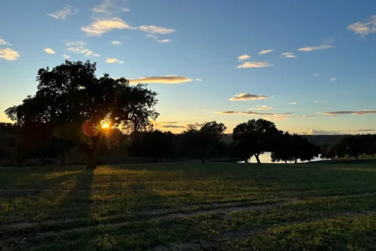 Scene of a sun setting behind a tree in a field