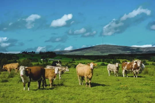 Cows grazing in a green field with blue sky and hills in the background