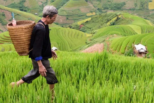 A man with a basket on his back, walking through a field in China