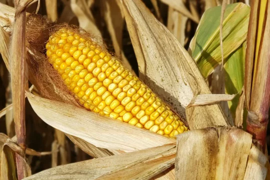 Corn growing in a field