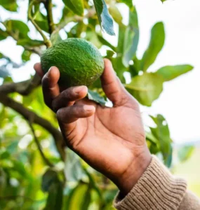 Lime being picked from a tree