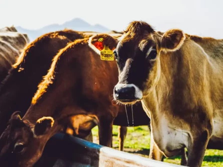 Cows in a field, drinking water from a trough