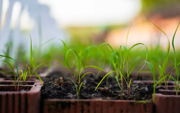 Crop seedlings