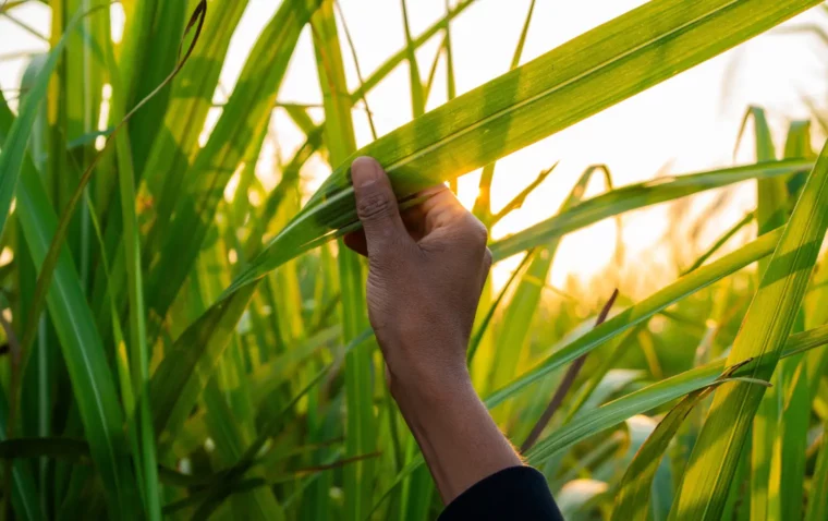 A hand feeling the leaf of a plant in a field