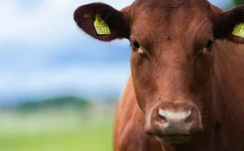 Close up of a cow in a field