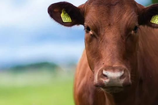 Close up of a cow in a field