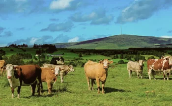 Herd of cows in a field