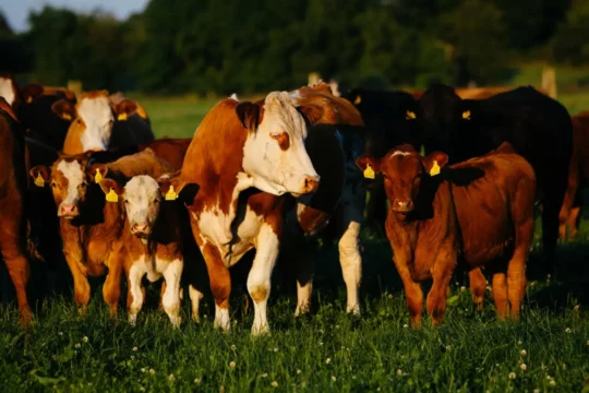 Cows and calves in a field