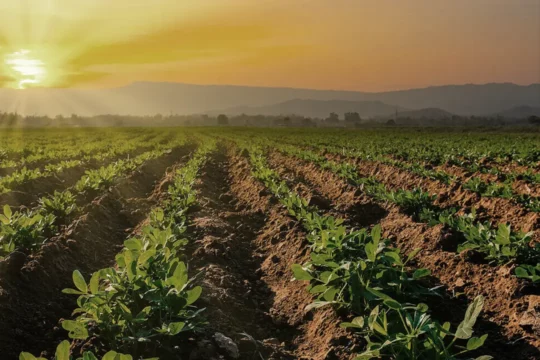Peanut plants in a field