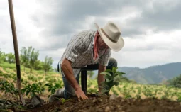Man planting crops in a field