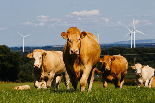 Cows in a field with wind turbines in the background