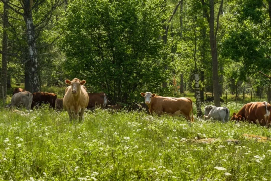 Cows in a field of wild flowers and trees