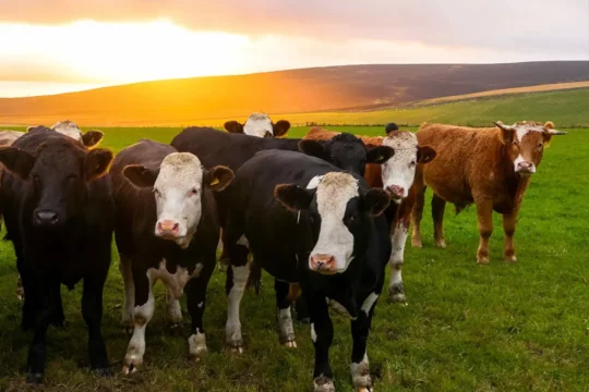Group of cows in a field against a setting sun