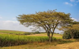 A field with a tree in the foreground