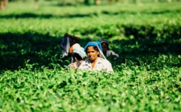 Tea pickers working in a field
