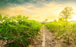 Field of crops