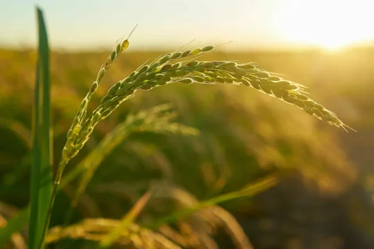 Crops in a field