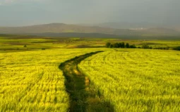 Crop field