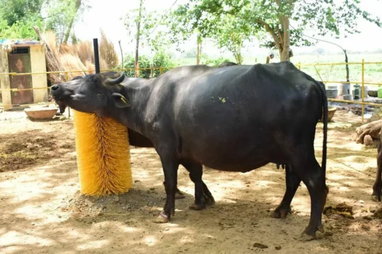 Cow rubbing itself on a scratching post