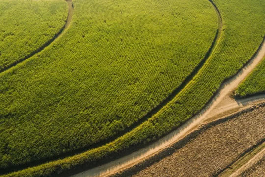Green field