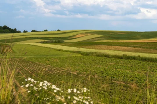 Rolling fields and wild flowers
