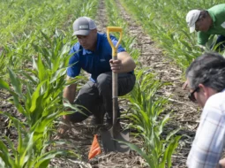 Three men examining crops in a field
