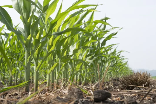 Field of crops