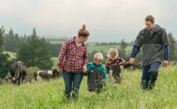 Family walking through a field of cows