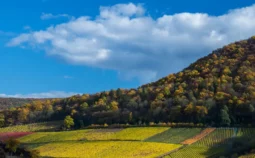 A patchwork of fields against a hill covered in trees