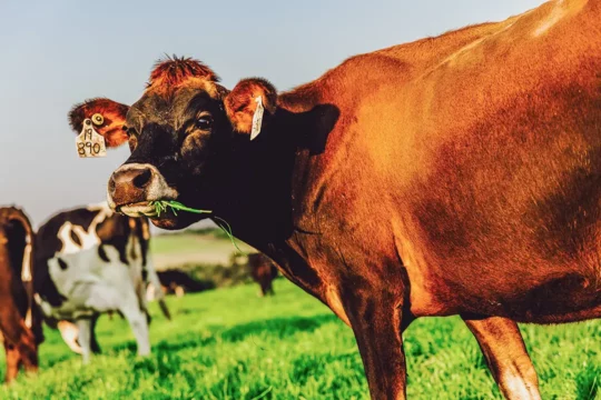 A cow in a field eating grass