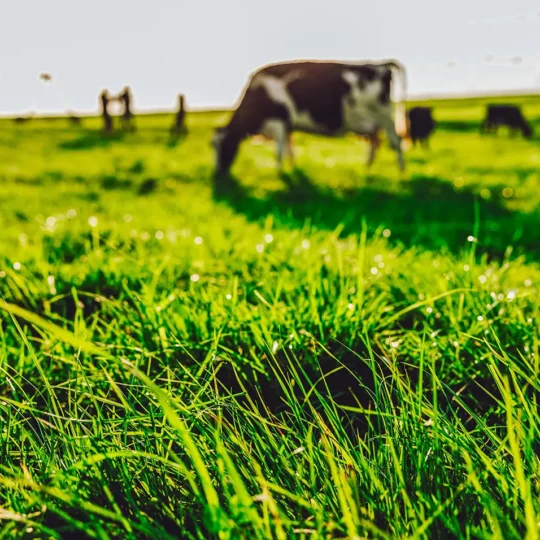 A cow in a field eating grass