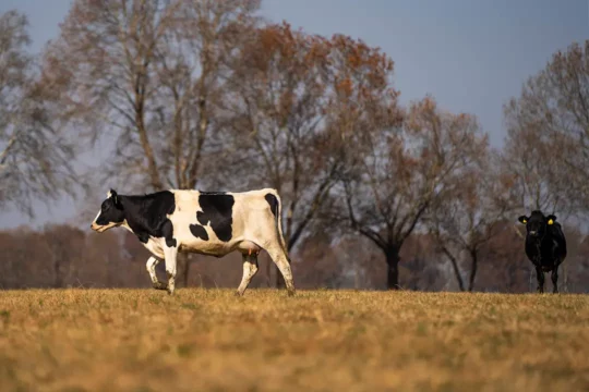 Two dairy cows in a field