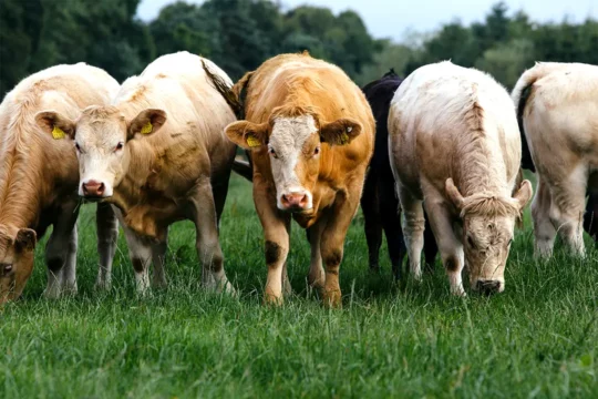 Cows in a grass field