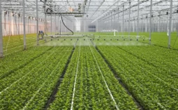 Indoor crops being sprayed