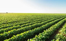 Field of potato crops