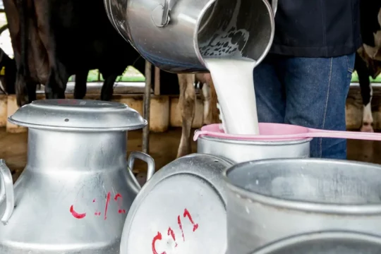Dairy worker pouring milk into a metal milk churn
