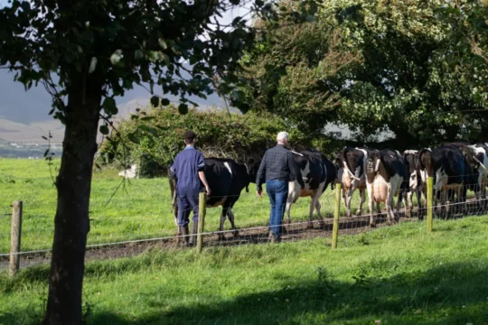 Two farmers herding dairy cows through a field